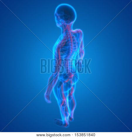 3D Illustration of Human Skeleton with Nervous System