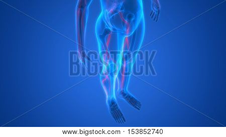 3D Illustration of Human Skeleton with Nervous System