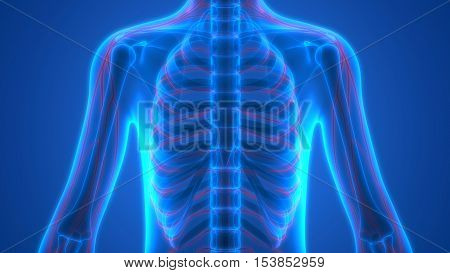 3D Illustration of Human Skeleton with Nervous System