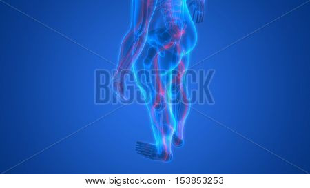 3D Illustration of Human Skeleton with Nervous System