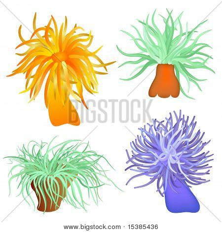 Olika anemoner - vektor