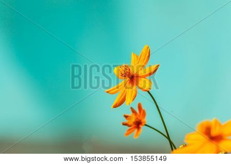 Thymophylliayellow flowers natural summer background blurred image selective focus