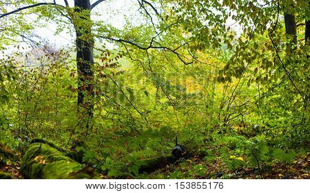 Nature Autumn Forest In The Siebengebirge