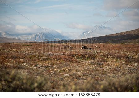 Musk ox and mountains in Dovre Norway