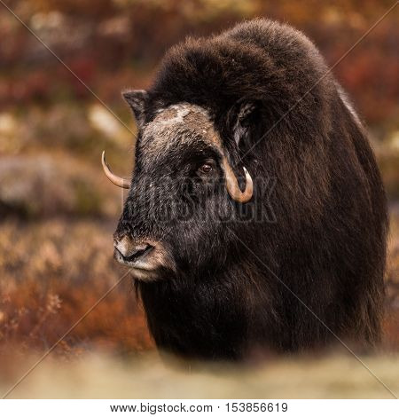 Musk ox and mountains in Dovre Norway