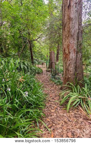 Forest At The Aclimacao Park In Sao Paulo