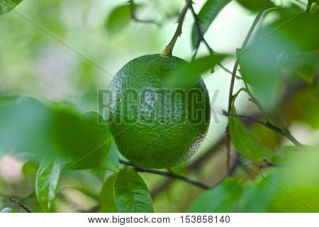 Green Lime Tree with boke background close up view