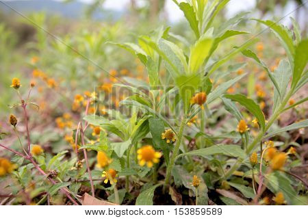 Small yellow wildflowers Natural Abstract background close up view