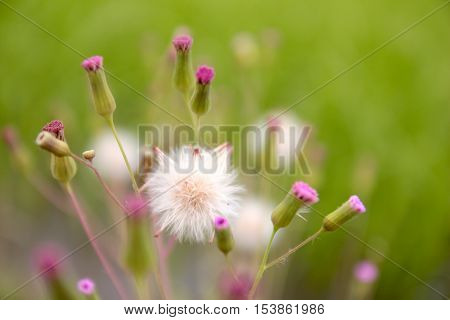 Small white pink wildflowers Natural Abstract background close up view