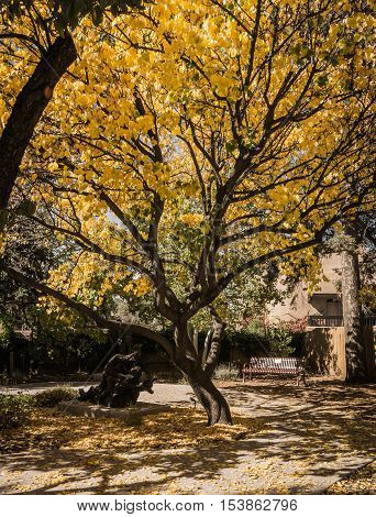 Autumn Trees in Park at Santa Fe New Mexico