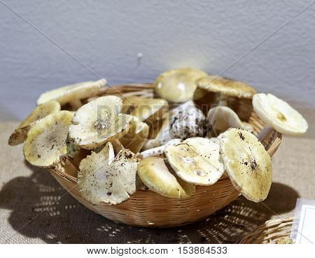 detail of amanita phaloides in a museum