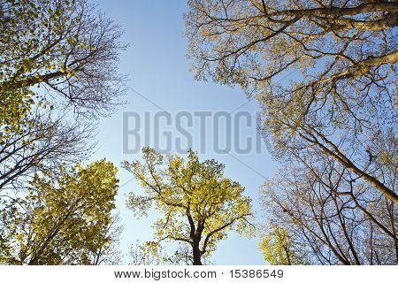 Krone der Baum mit bunten Blättern