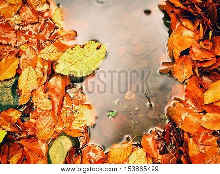 Fallen Beech Leaves And Stones In Water Of Mountain River. Autumn Colors. Symbol