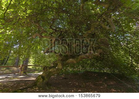 Twisted beech tree Les Faux de Verzy forest Champagne France