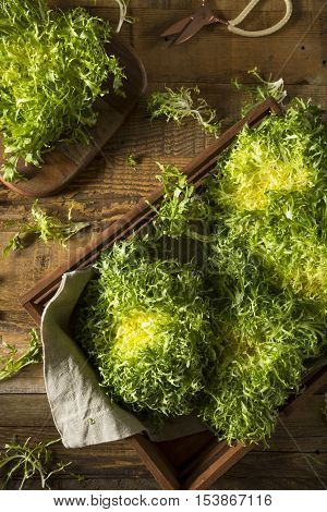 Raw Green Organic Frisee Lettuce