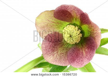 Flowering Helleborus