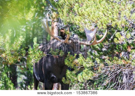 Moose In The Trees
