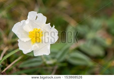 White rock rose (Helianthemum apenninum) flower. Beautiful delicate ywhite flower of this low growing plant in the family Cistaceae rare in the UK