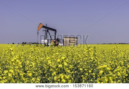Oil well pumpjack in a farm field of canola