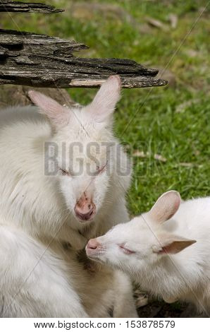 the white albino kangaroo is resting on the grass with her joey