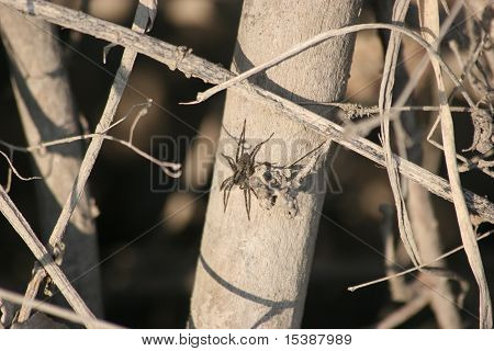 Wolf Spider (Pardosa lugubris)
