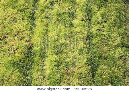 Mossy græs