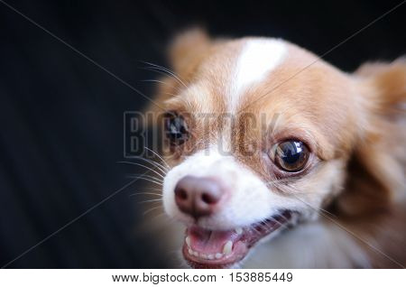 Cute chihuahua portrait with blur back background