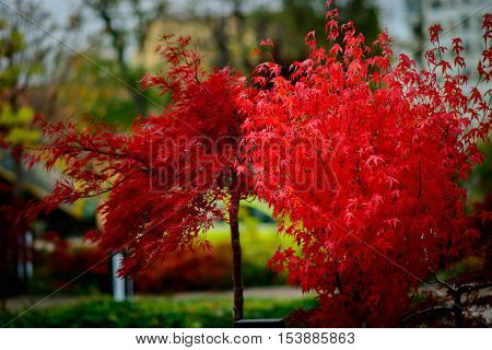 Red leaf tree in autumn season in the park