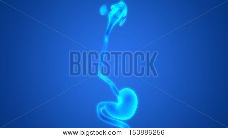 3D Illustration of Human Digestive System (Stomach Anatomy)