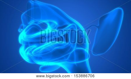 3D Illustration of Human Digestive System (Mouth Anatomy)