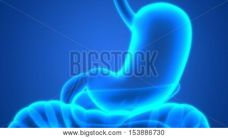 3D Illustration of Human Digestive System (Stomach Anatomy)