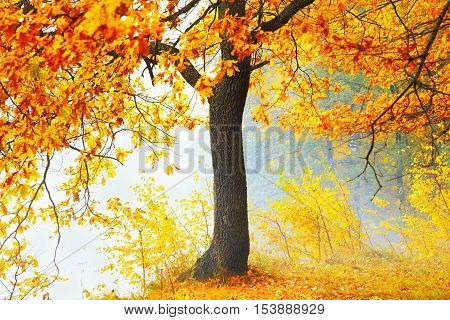 autumn forest and fog near the pond