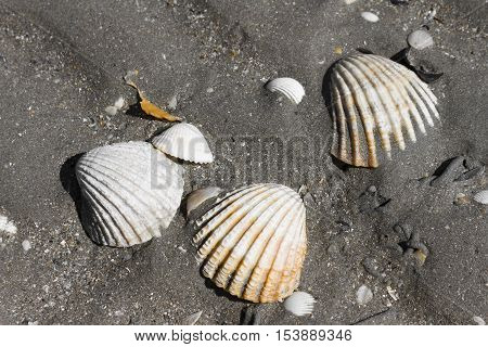 Shells in the beach of Plerin Bretagne France