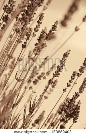 Lavender flowers can use as background. In Sepia toned. Retro style