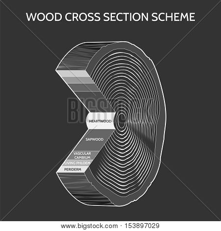 Wood cross section scheme on grey background. Vector illustration