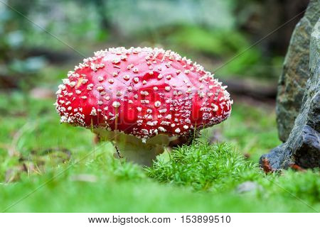 in the forest in autumn is there a fly agaric