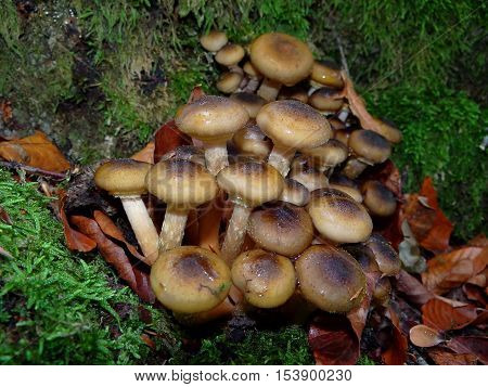 beautiful mushroom Armillaria grows in the woods on a stump among moss