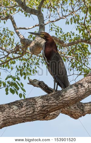 Rufescent Tiger Heron Perched On Tree Branch