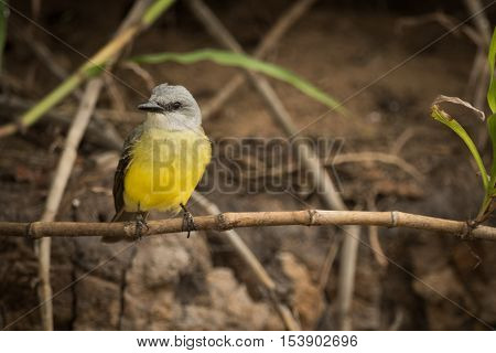 Tropical Kingbird Facing Left Perched On Branch