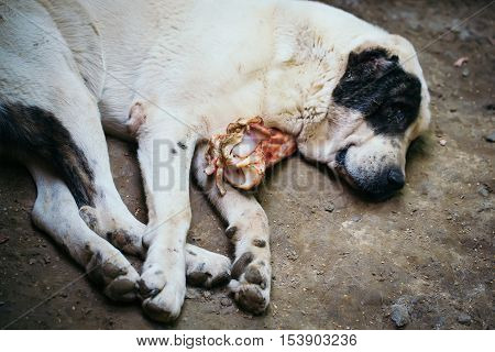 Cute dog asian shephers big domestic pet mammal animal with light fur sleeping with piece of raw meat on ground background outdoor