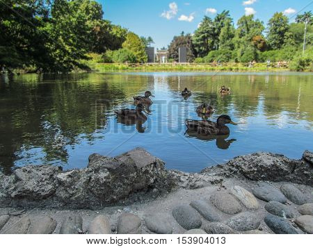 Lake and Arch of Peace in Sempione Park in Milan. Ducks swim in the lake and in the background is seen the arch of Peace