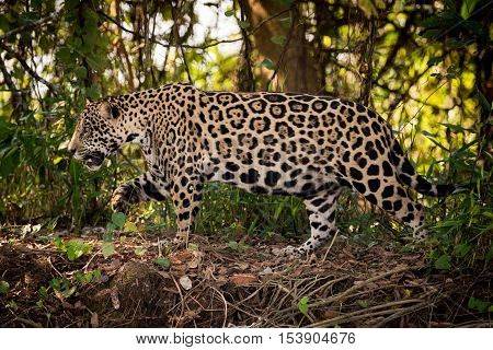 Jaguar Walks Right To Left Through Undergrowth
