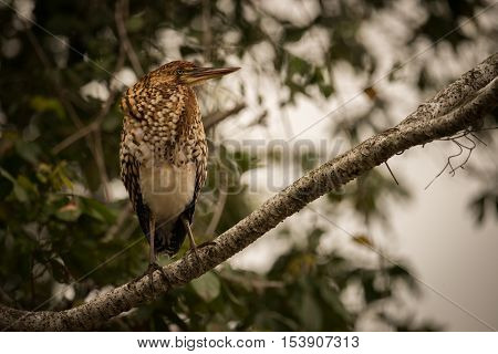 Rufescent Tiger Heron Perched On Diagonal Branch