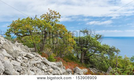Autumnal landscape of the Black Sea shore in natural reserve on Cape Martyan near Yalta city Ukraine.