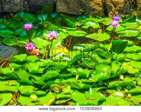 Pink lotus blossoms or water lily flowers blooming on pond