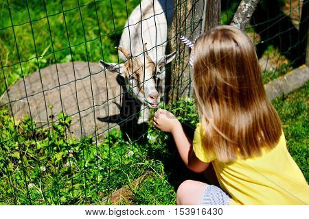 Adorable Little Girl Feeding A Goat At The Zoo On Hot Sunny Summer Day