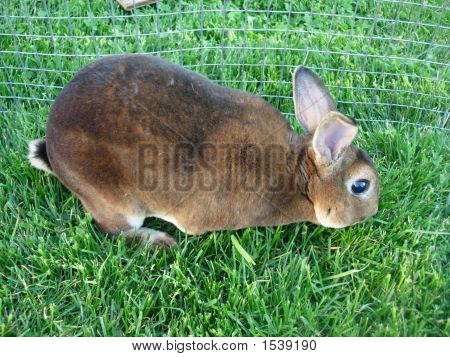 Mini Rex Kaninchen