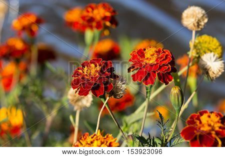 Tagetes erecta, Mexican marigold, Aztec marigold, African marigold