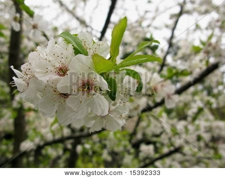 Flores de cerezos