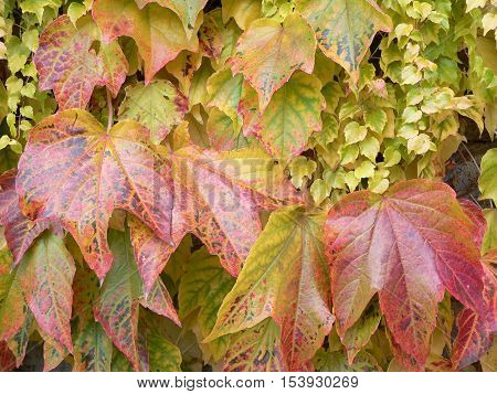 Colorful autumn leaves Parthenocissus tricuspidata climbing up the wall